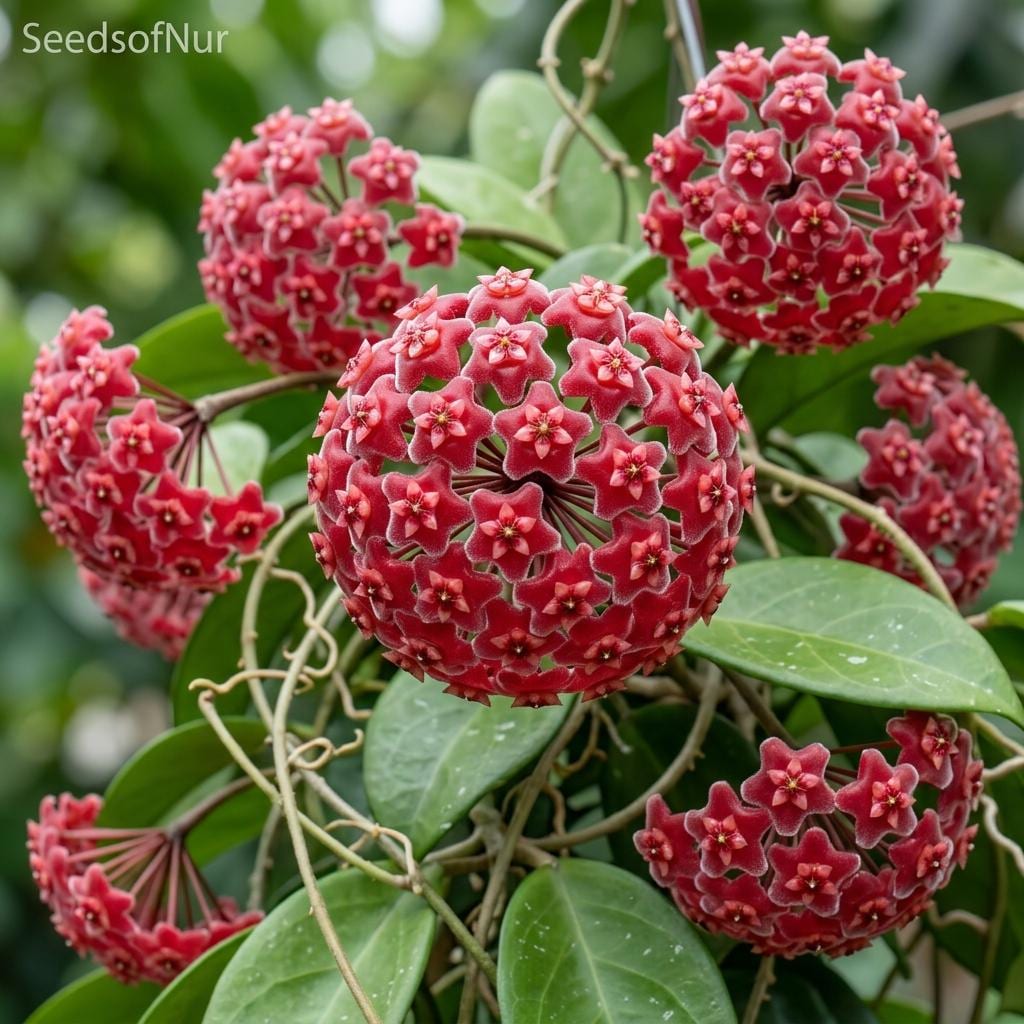 Hoya chinghungensis - Etsy 日本