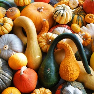 Op de afbeelding: Een verzameling van diverse pompoenen en kalebassen in tinten oranje, geel, groen, wit en grijs. Het assortiment bevat ronde, geribbelde en langwerpige variëteiten, waarvan sommige een textuur met wratten hebben en andere een gladde schil.