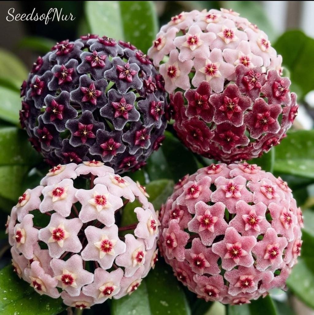 Hoya chinghungensis - Etsy 日本