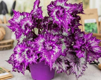 Plectranthus Coleus 100 Seeds, Rare Exotic Perennial, Potted Hanging Basket Flower