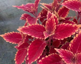 Coleus Jin Fenghuang 100 Seeds, Vibrant Patterned Leaves For Easy-grow Colorful Potted Decor