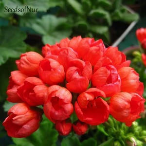 Può includere: Un vibrante grappolo di fiori di geranio rosso-arancio brillante con petali arrotondati e sovrapposti. La densa fioritura sferica è catturata in dettaglio, mostrando l'intenso colore e la consistenza dei petali. Il testo SeedsofNur è visibile.