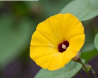 Japanese Takii Morning Glory 50 Seeds, Yellow Fast Growing Trellis Climber