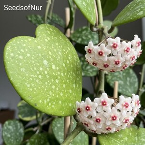 May include: A Hoya plant with heart-shaped green leaves featuring white speckles and two clusters of star-shaped white flowers with dark pink centers. The text SeedsofNur is visible in the upper left corner of the image.