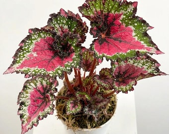 Japanese Coleus 50 Seeds, Vibrant Patterned Leaves Exotic Houseplant Unique Colorful Garden