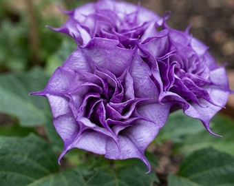 Purple Corrugated Double Morning Glory 10 Seeds, Rare Climbing Flower Vine For Garden