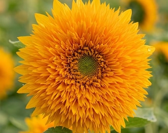 100 Teddy Bear Sunflower Seeds, Vibrant Dwarf Annual Flower for Garden Borders