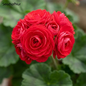 May include: A cluster of vibrant red geranium flowers with multiple layers of delicate, rounded petals. The bloom is dense and spherical, featuring the text SeedsofNur in the upper left corner, set against soft, out-of-focus green foliage.