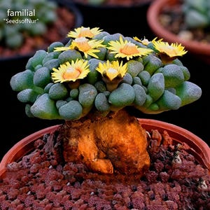 May include: A Conophytum succulent plant with a thick, textured, brownish-orange caudex base and numerous small, rounded, green, pebble-like leaves. Several bright yellow daisy-like flowers bloom from the top. Text reads familial SeedsofNur.