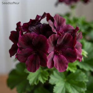 Black Geranium 10 Seeds, Dark Reddish Black Single Petal Pelargonium Flower