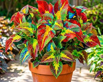 100 Seeds Rainbow Coleus, Vibrant Tropical Foliage, Easy Grow Indoor Outdoor Plant