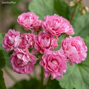10 Appleblossom Rosebud Geranium Seeds, Pink Bicolor Pelargonium Flower for Home Garden