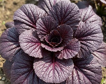 200 Purple Leaf Mustard Seeds, Easy-grow Rare Asian Greens Edible Garden