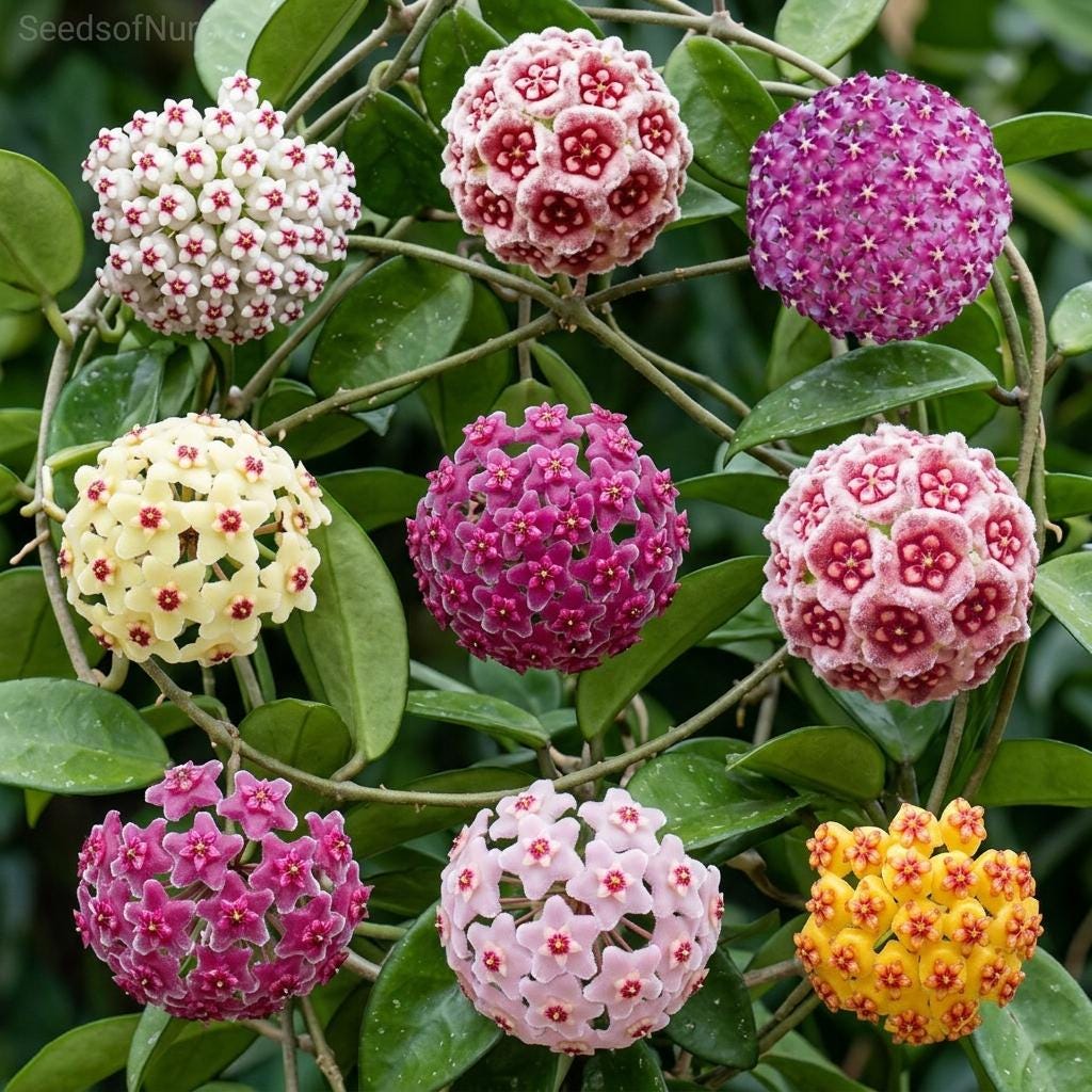 Hoya chinghungensis - Etsy 日本