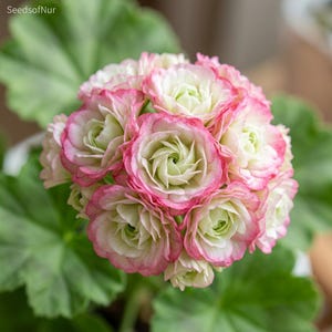 May include: A cluster of blooming geranium flowers featuring layered petals with creamy white centers and soft pink edges. The flower head is spherical and dense, surrounded by large, rounded green leaves. The text SeedsOfNur is visible.