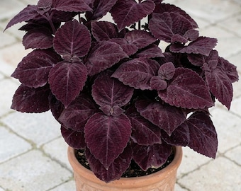 50 Coleus Palisandra Seeds Midnight Purple Velvet Leaves Dramatic Indoor Vibrant Plant