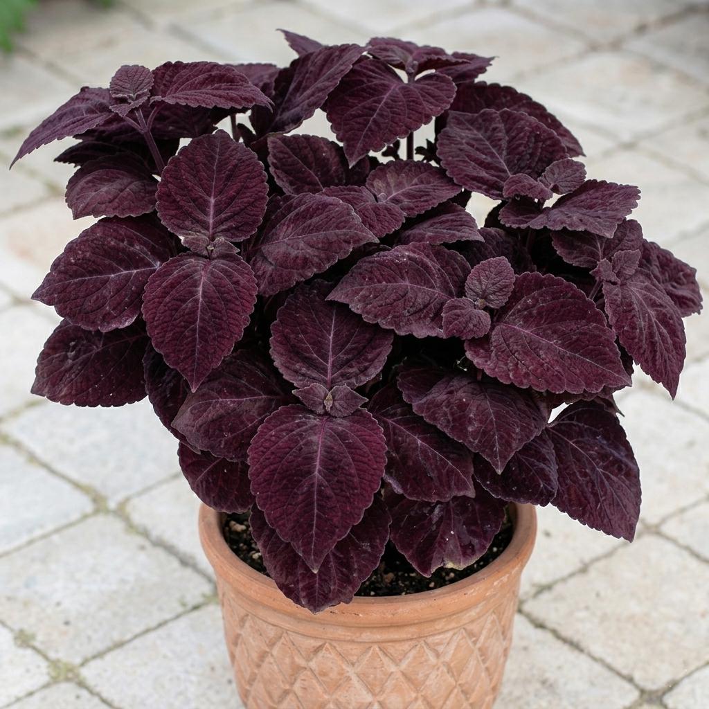 Purple coleus plant - Etsy Canada
