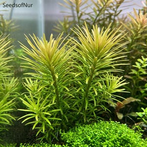 Puede incluir: Planta acuática con hojas delgadas y puntiagudas de color verde claro a amarillo dorado, dispuestas en verticilos alrededor de un tallo central. La planta tiene un crecimiento denso y vertical con varios tallos que emergen de un sustrato oscuro, junto a una alfombra de follaje bajo de color verde brillante en la base. El texto Seeds of Nur es visible en la esquina superior izquierda.