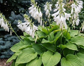 Green Hosta 100 Seeds Featuring Vibrant Heart-Shaped Patterned Leaves Shade Plant