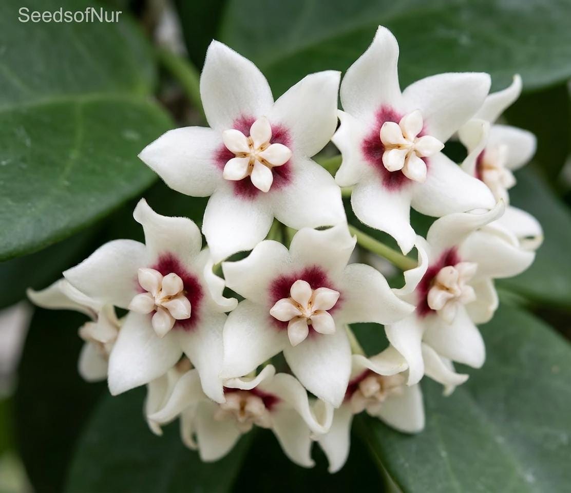Hoya chinghungensis - Etsy 日本