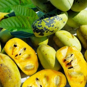Op de afbeelding: Een verzameling pawpaw-vruchten, sommige heel en sommige doorgesneden, met een gladde lichtgroene schil met donkere vlekken en een felgeel vruchtvlees. De vruchten zijn omringd door verschillende grote, heldergroene, ovale bladeren.