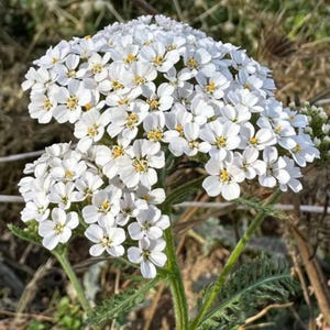 May include: A cluster of small white yarrow flowers with yellow centers arranged in a flat-topped corymb. The plant features a green, textured stem and feathery, fern-like green leaves extending from the base of the dense, multi-petaled flower head.