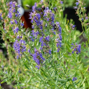 Hysop Seeds Hyssopus officinalis 2g-verpakking, ongeveer 1.800 aromatische kruidenzaden