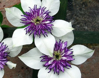 White Purple Clematis Seeds, Perennial Climbing Flower, Garden Vine Blooms
