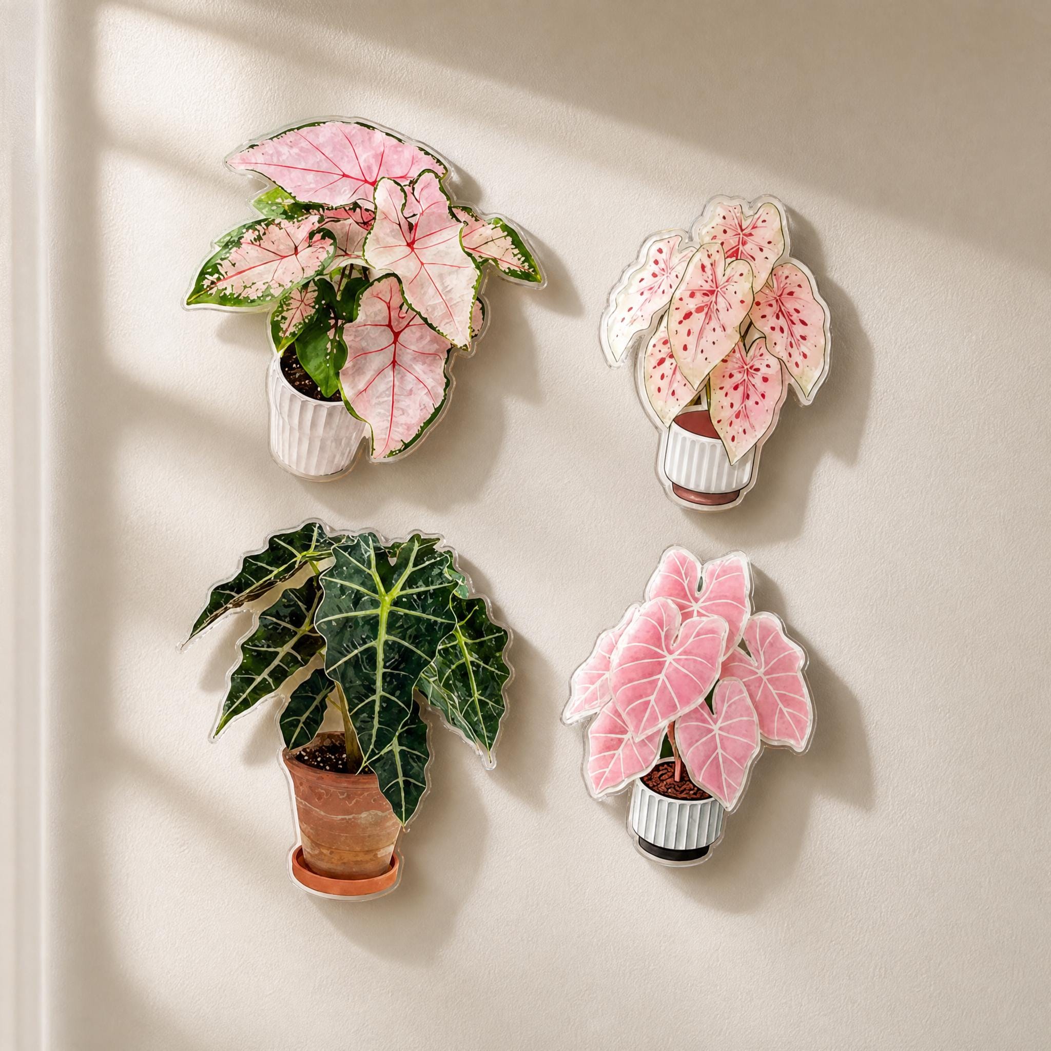 Spinning Alocasia Syngonium Magnets – Interactive Acrylic Plant