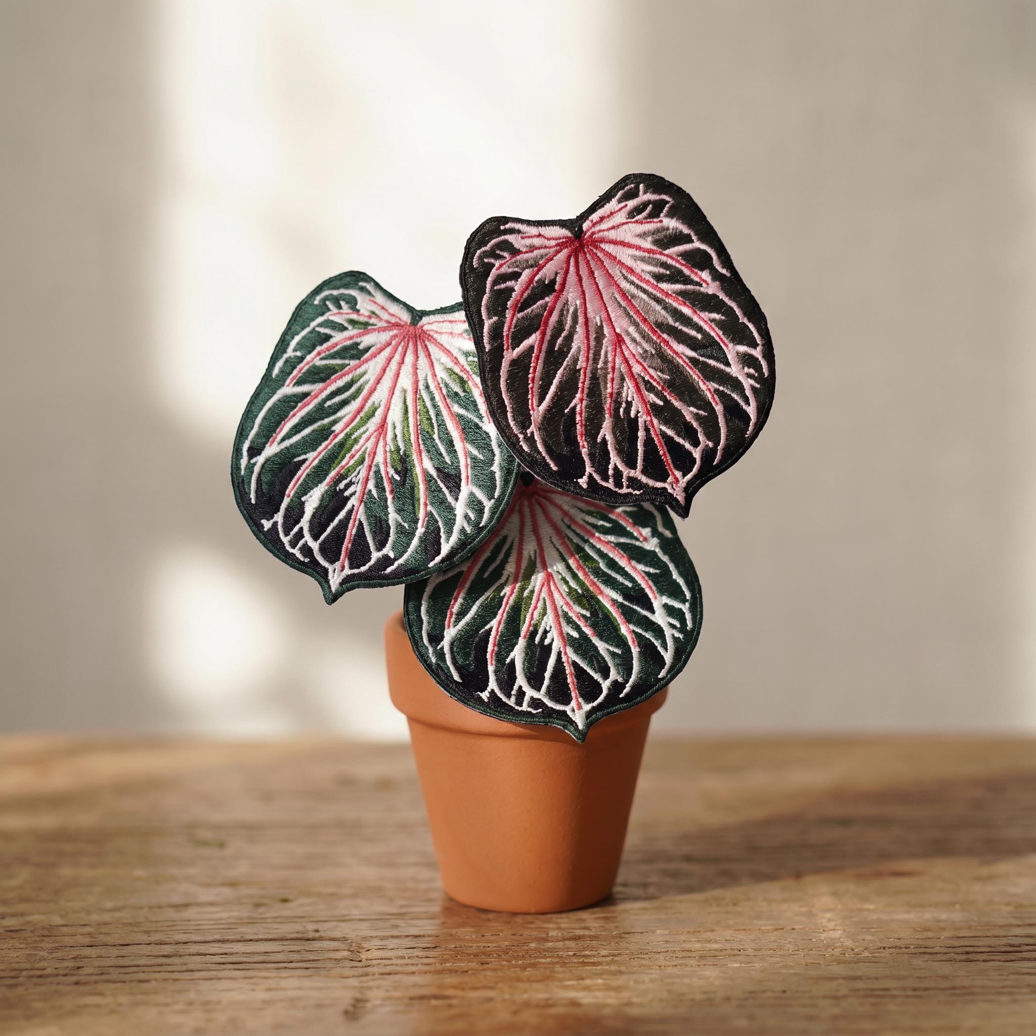 Anthurium king of spades plant - Etsy 日本