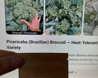 Semillas de brócoli Piracicaba — Variedad resistente al calor, de fácil cosecha - 25 semillas por paquete