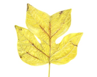 Tulip Tree Leaf - Colored Pencil, Giclée Print