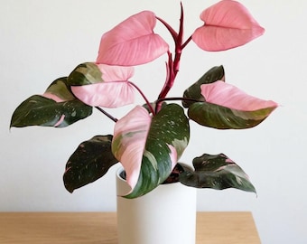 Filodendro variegado rosa, planta viva de interior, planta tropical, aroide rara para decoración