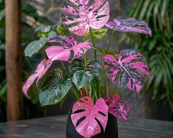 Pink Variegated Monstera Live Plant Rare Tropical Indoor Houseplant