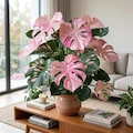 Pink Variegated Monstera Indoor Tropical Houseplant Rare Decorative Foliage Plant product logo