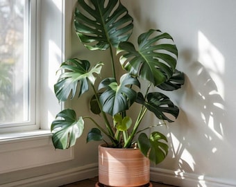 Planta de interior minimalista Monstera en maceta de terracota para decoración tropical de interiores.