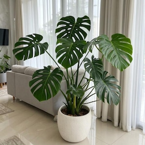 Stor Monstera Deliciosa levande växt tropisk schweizerost krukväxt inomhus