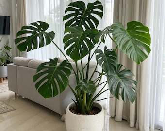 Large Monstera Deliciosa Live Plant Indoor Tropical Swiss Cheese Houseplant