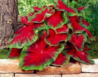 Florida Red & Green Caladium Zwiebeln - ausgefallene herzförmige Stauden für