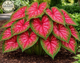 6 Red Alert Caladium Bulbs for Planting – Red & Green Spotted Tropical Foliage – Shade Garden Plant – Elephant Ear Style – Patio Garden Beds