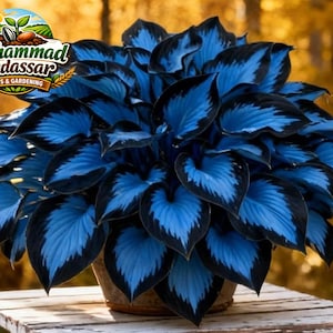May include: A potted plant with vibrant blue and black heart-shaped leaves arranged in a dense, layered cluster. The top left corner features a logo with the text Muhammad Mudassar SEEDS & GARDENING, depicting a sprout and seeds in a field.