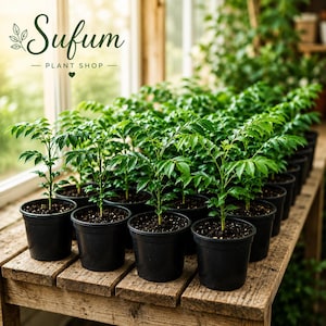 50 Curry Leaf Plants Live, Murraya Koenigii Indoor Herb Plant, Tropical Edible Houseplant, Curry Tree Plant Gift, Live Herb Plants