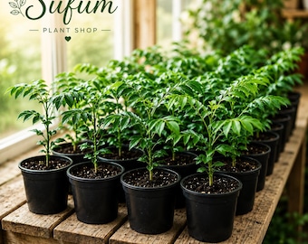 50 Curry Leaf Plants Live, Murraya Koenigii Indoor Herb Plant, Tropical Edible Houseplant, Curry Tree Plant Gift, Live Herb Plants