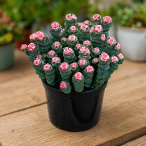 cactus md Old Man of the Andes Cactus| Large Columnar Cactus For Sale Online main image 1