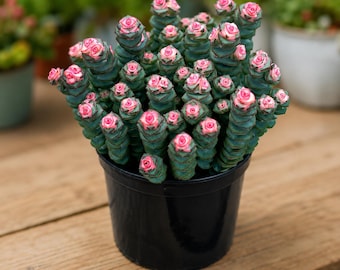 Crassula Marnieriana Succulent Plant, Pink Rose Succulent, Unique Succulent Gift, Indoor Succulent Decor, Rare Succulent Plant