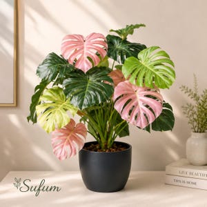 Deliciosa Variegated - Etsy