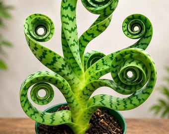 Sansevieria Zeylanica Snake Plant, Live Indoor Air Purifier Plant, Easy Care Houseplant in Pot, Low Maintenance Indoor Plant