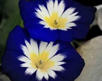 Morning Glory Dwarf Mix Seeds – Heirloom Climbing Flowers for Garden, Trellis, Containers