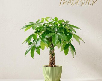Braided Money Tree Live Plant, Lucky Potted Houseplant for Home Office Decor