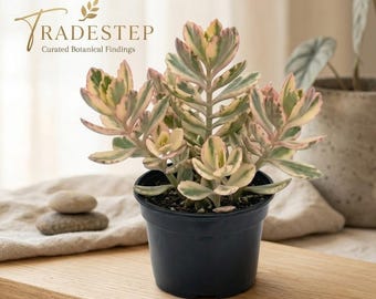 Pink & Green Kalanchoe Succulent Live Plant, 4-Inch Pot, Easy Care Houseplant